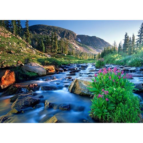Fresh Rocky Mountain spring runoff cascades past wildflowers in bloom